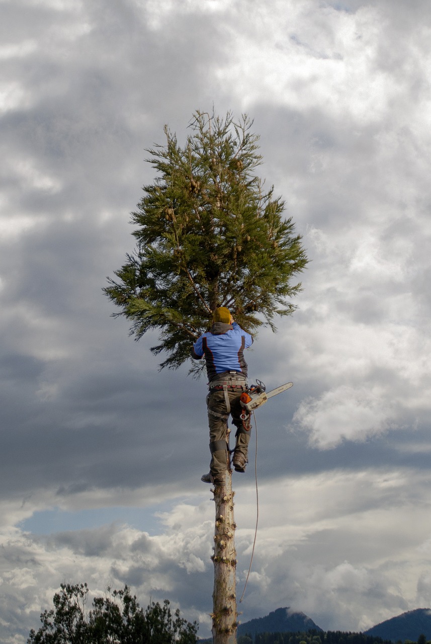 professional arborist tree cutting